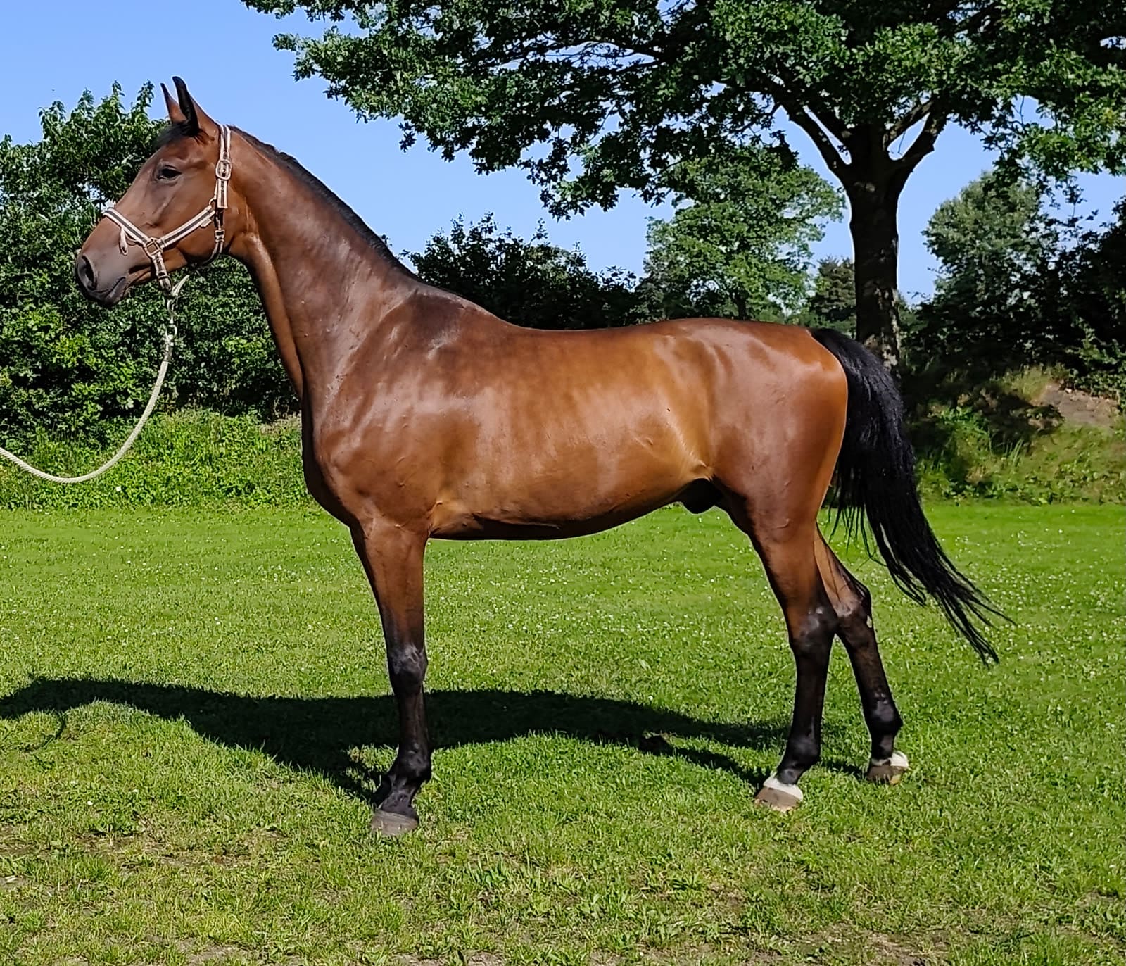 Charackervoll x Colman